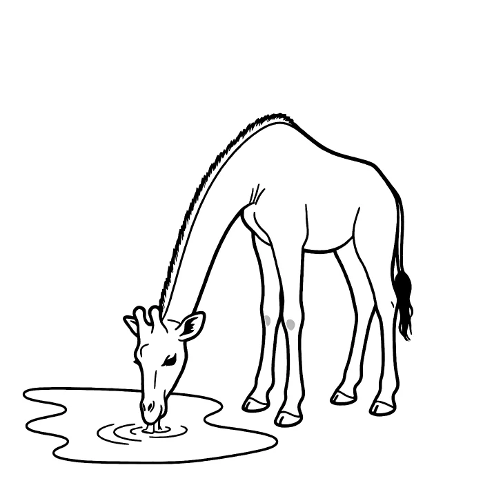 Жираф: Пьёт воду