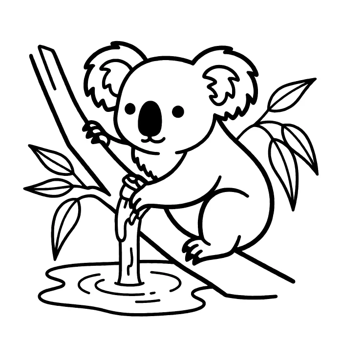 Коала: Пьёт воду